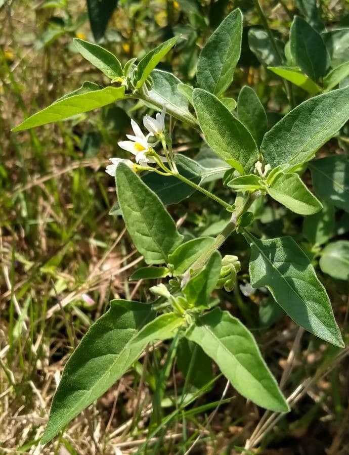 Solanum chenopodioides 17