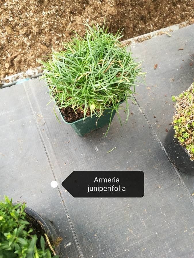 Armeria 3