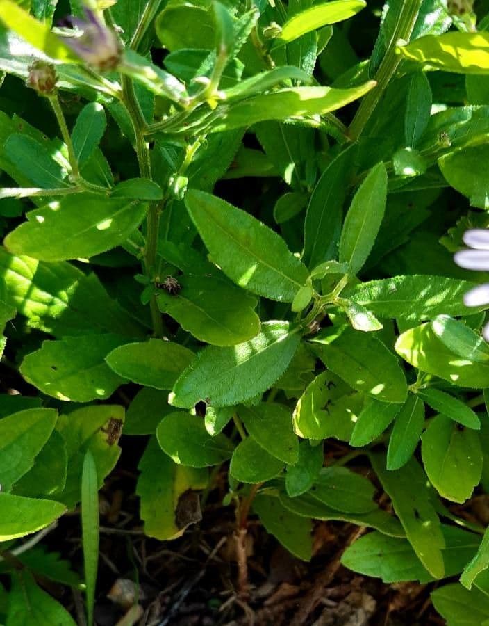 Aster ageratoides 14