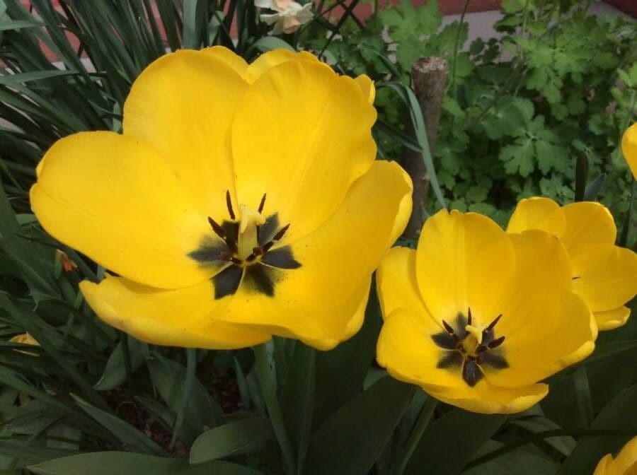 Tulipano di Gesner 7