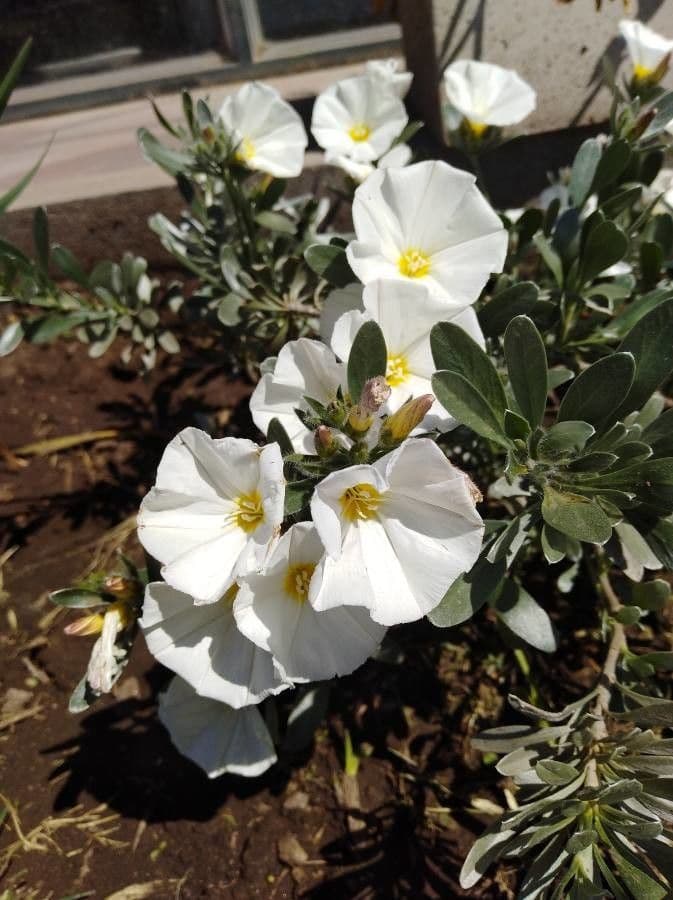Enagra californiana 6