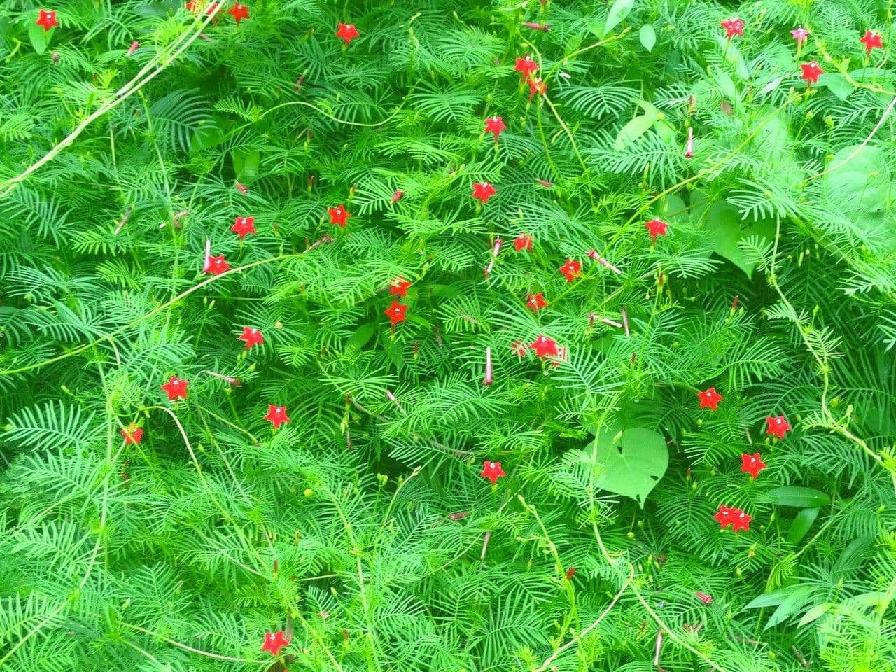 Ipomoea quamoclit 15