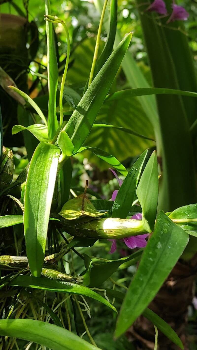 Dendrobium bigibbum 7