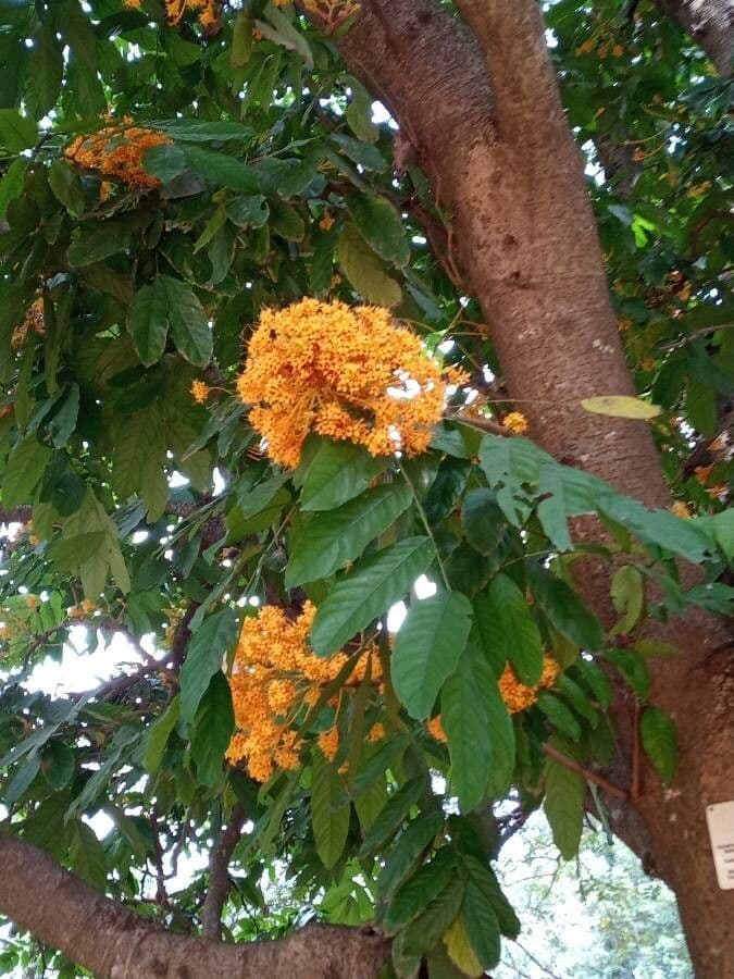 Saraca gialla 5