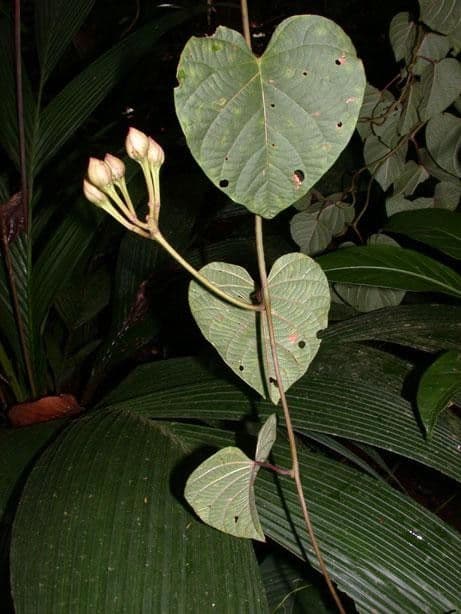 Ipomoea philomega 21