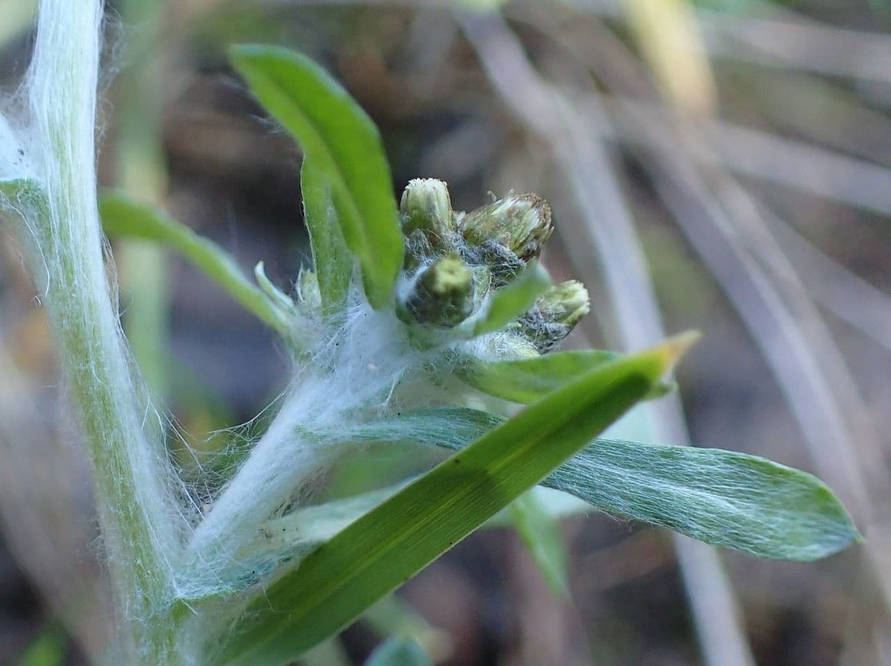 Gnaphalium 23