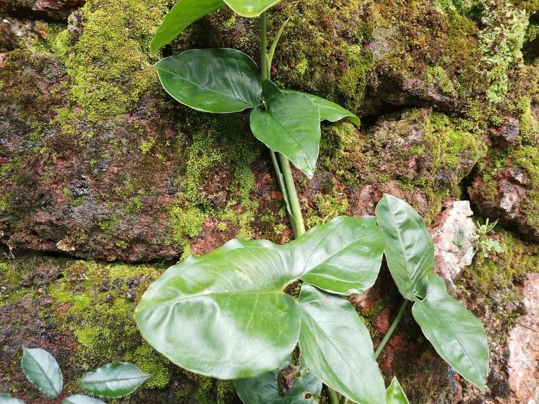 Syngonium 6