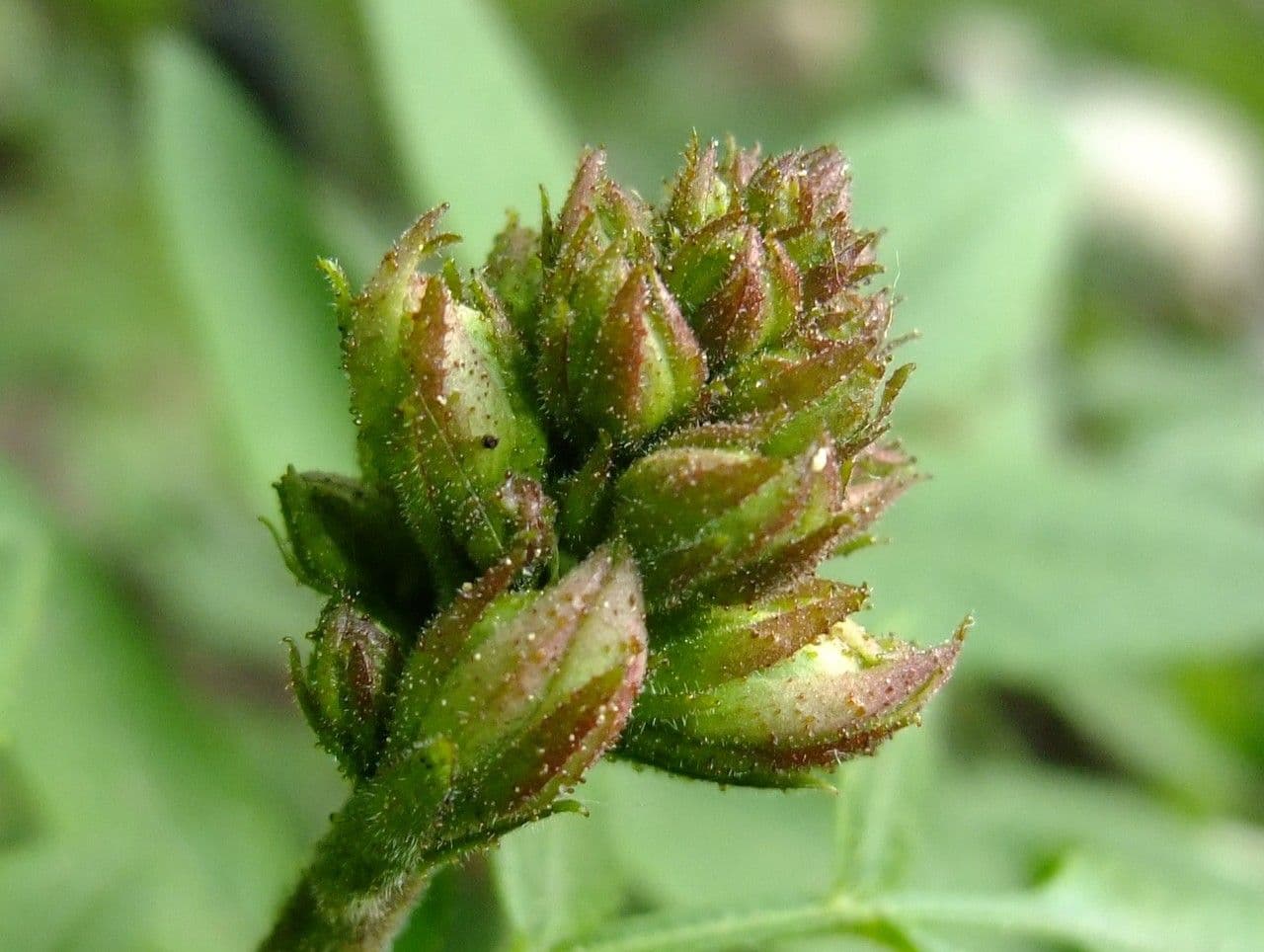 Diptam 27
