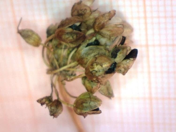 Aglio saxatile 2