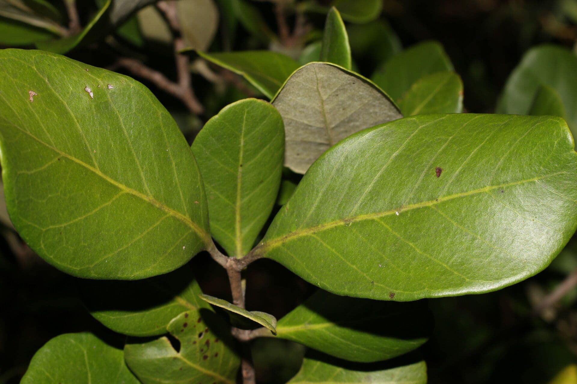 Eugenia 20