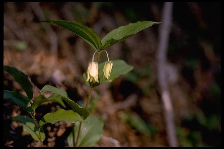 Prosartes 11