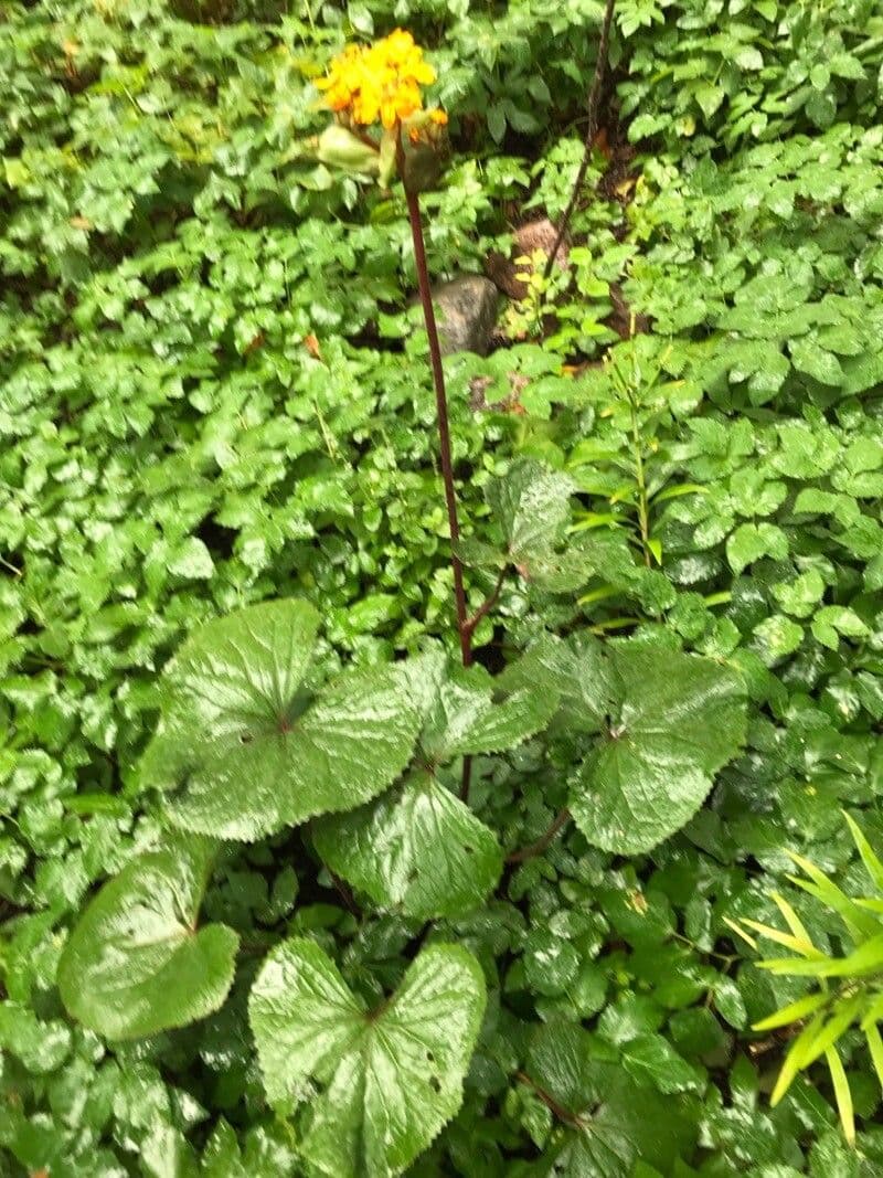 Sibirisches Greiskraut 23