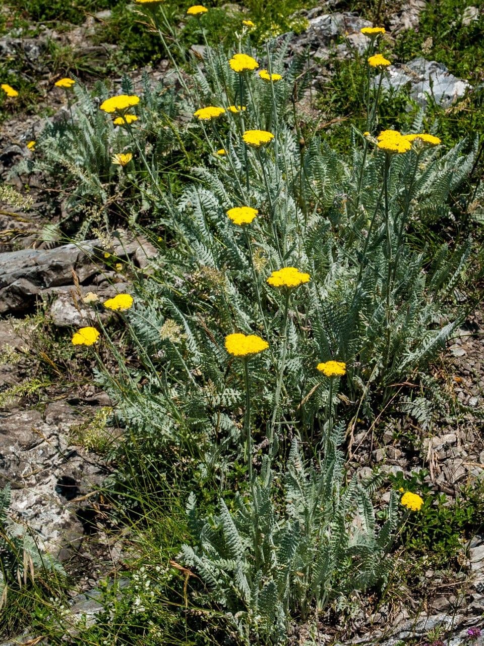 Achillea compatta 9