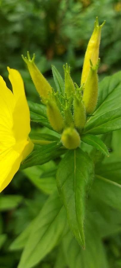 Onagra arbustiva 3