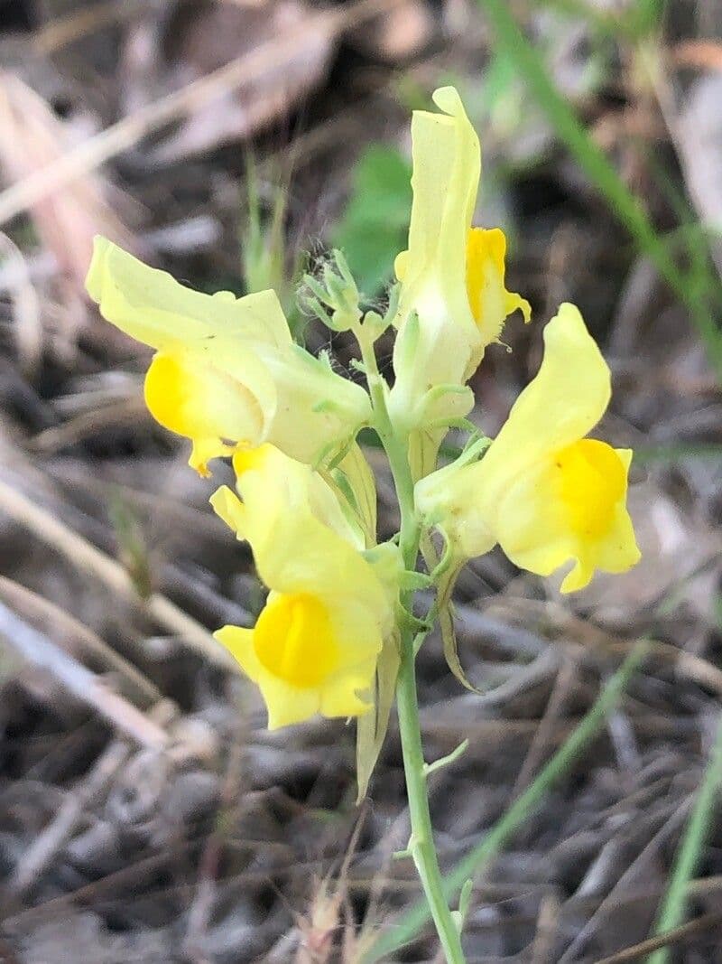 Linaria 5