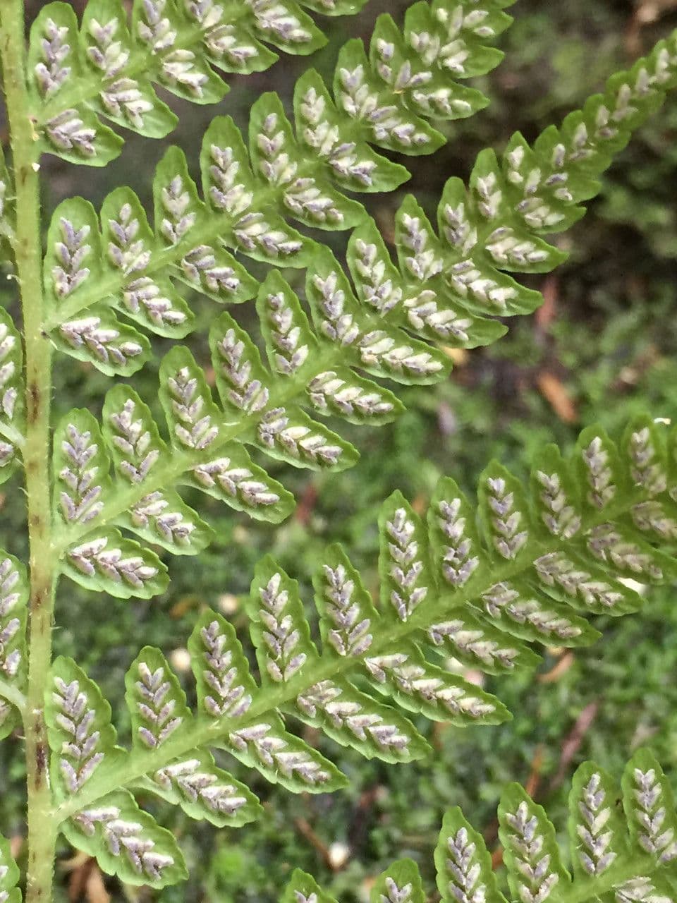 Deparia petersenii 6