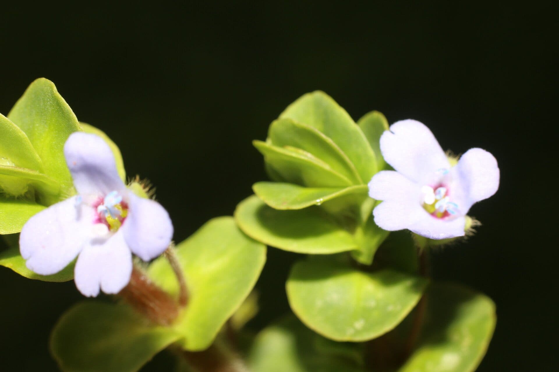Bacopa salzmannii 2