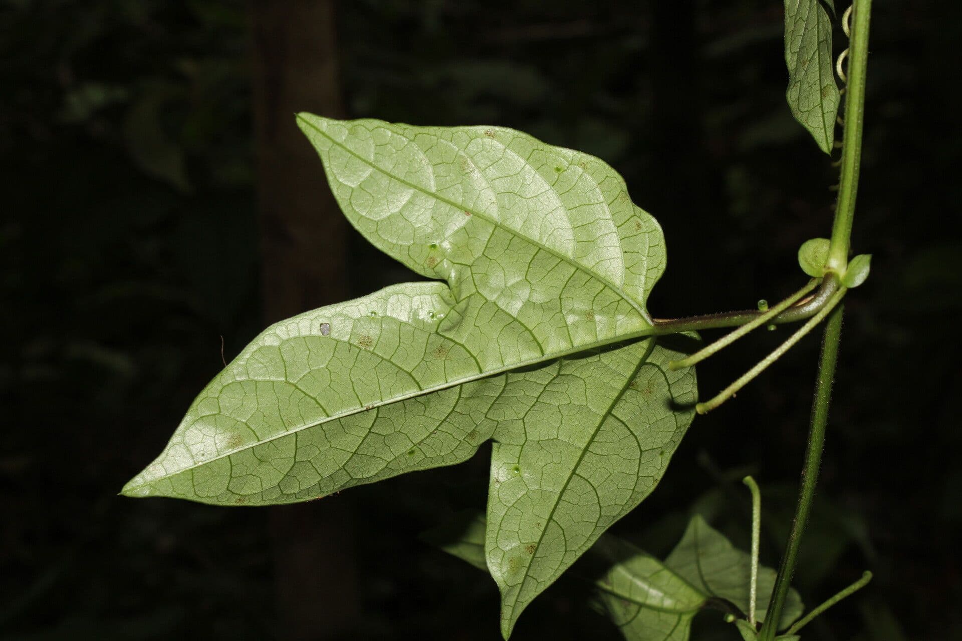 Passiflora 11