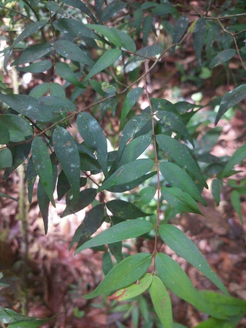 Myrcia 3
