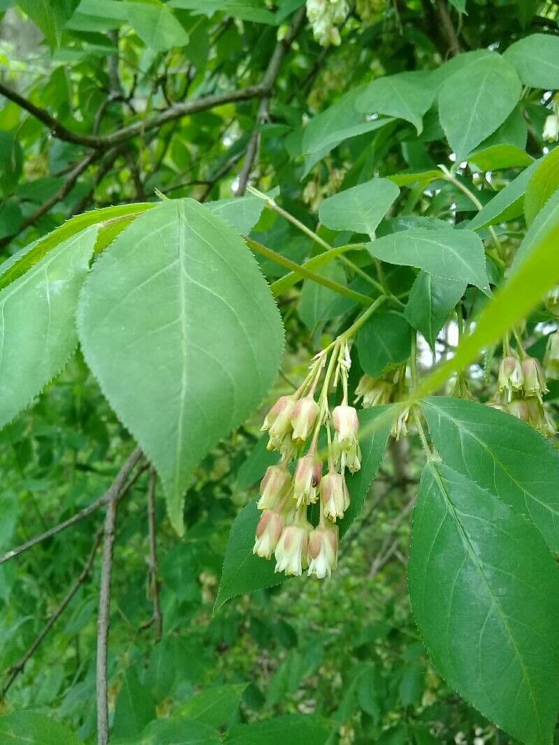 Staphylea trifolia 8
