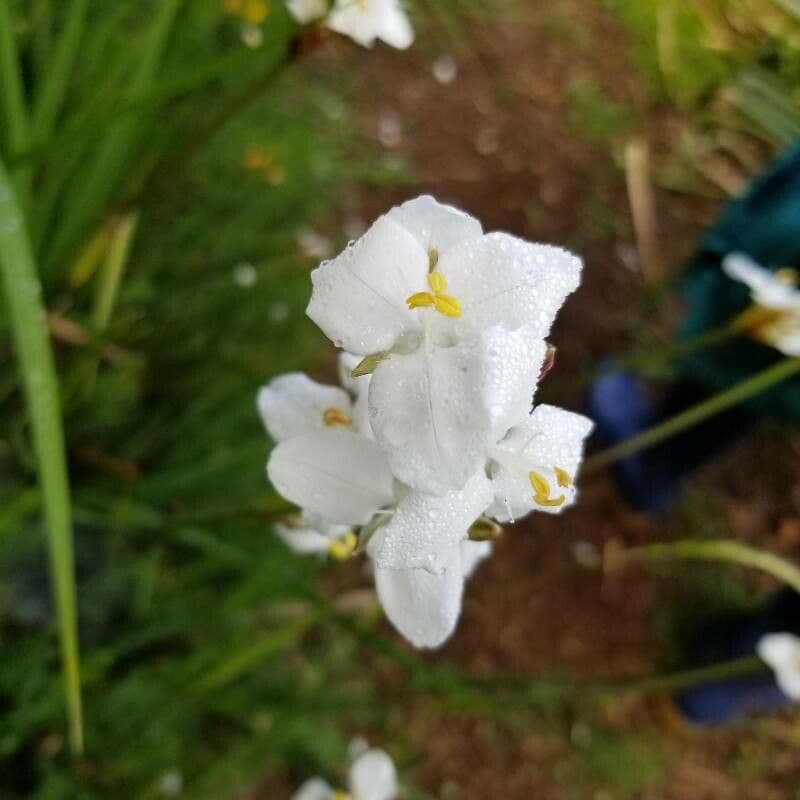 Fiore di raso del Cile 5