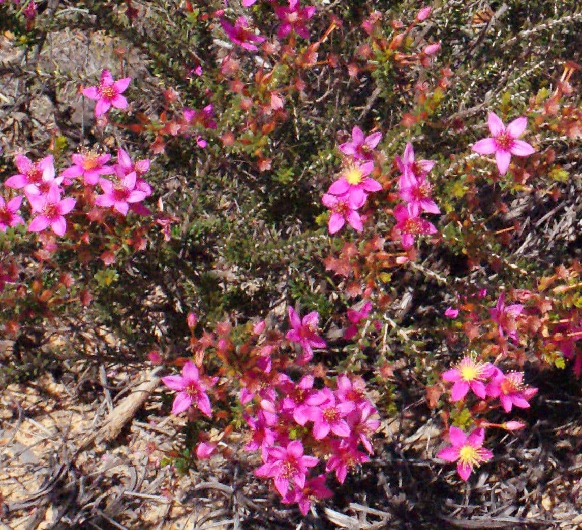 Calytrix 5