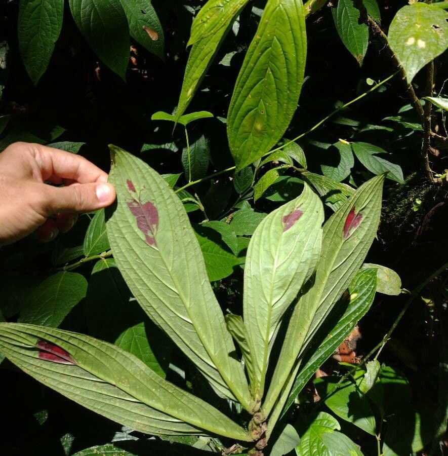 Columnea 5