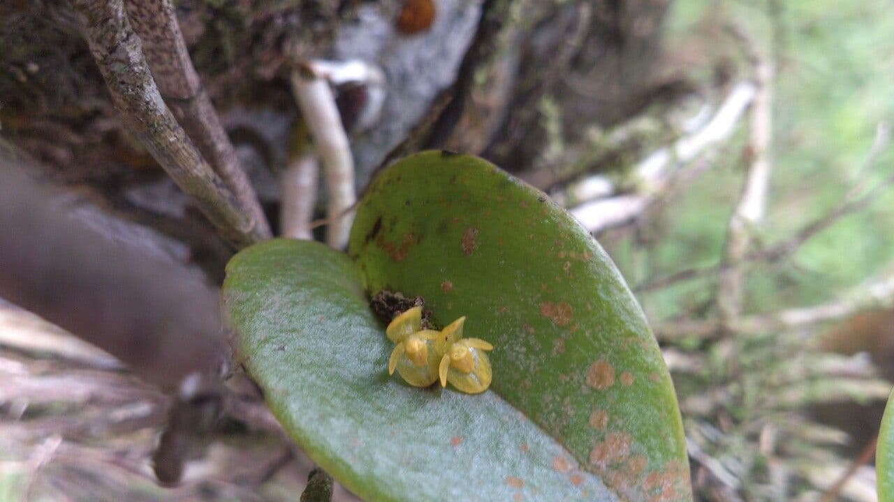 Pleurothallis 8