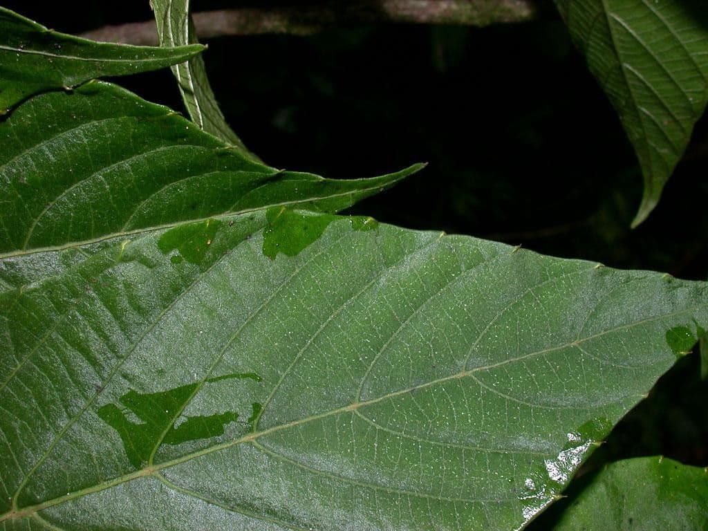 Cissus dwulistny 16