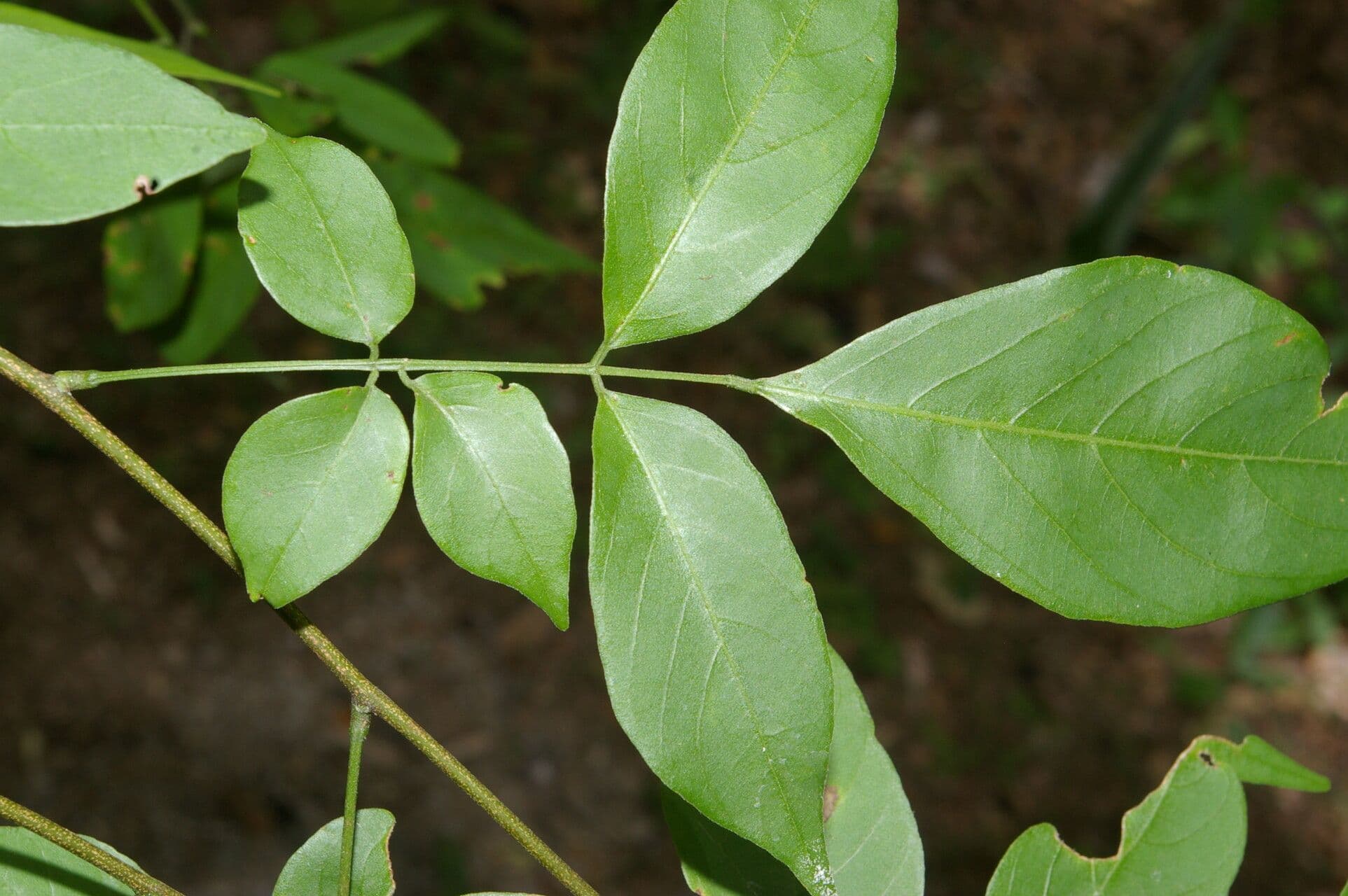Lonchocarpus 6