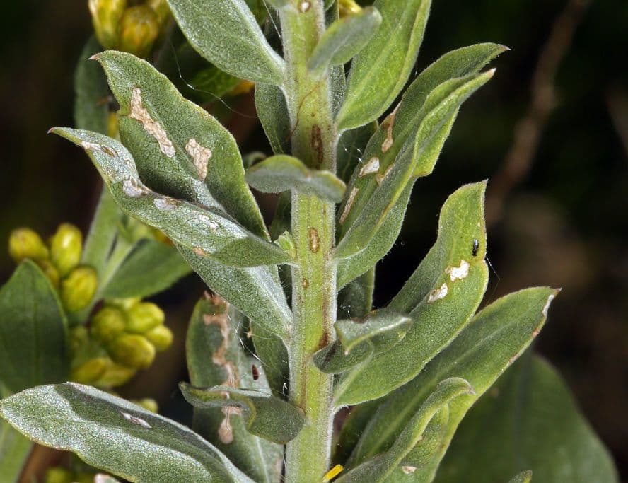 Solidago 17
