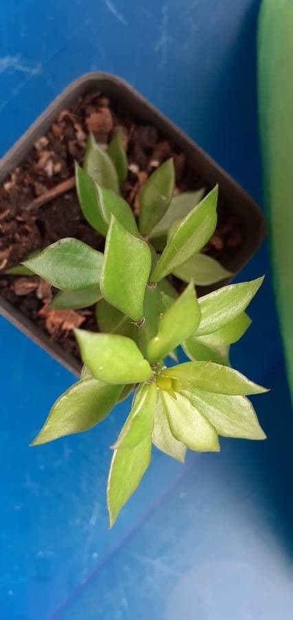 Pereskiopsis 4