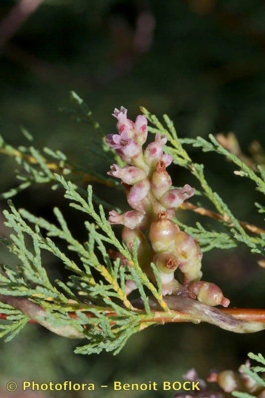 Cuscuta 4