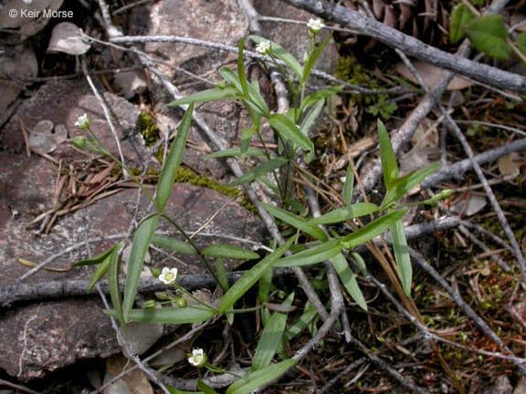 Moehringia macrophylla 9