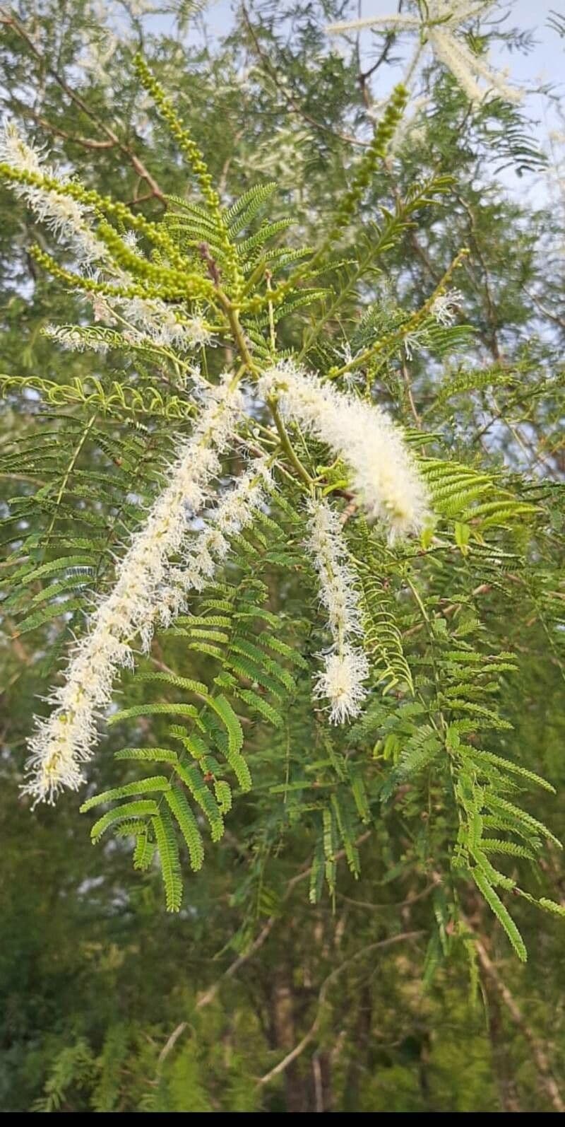 Mimosenbaum