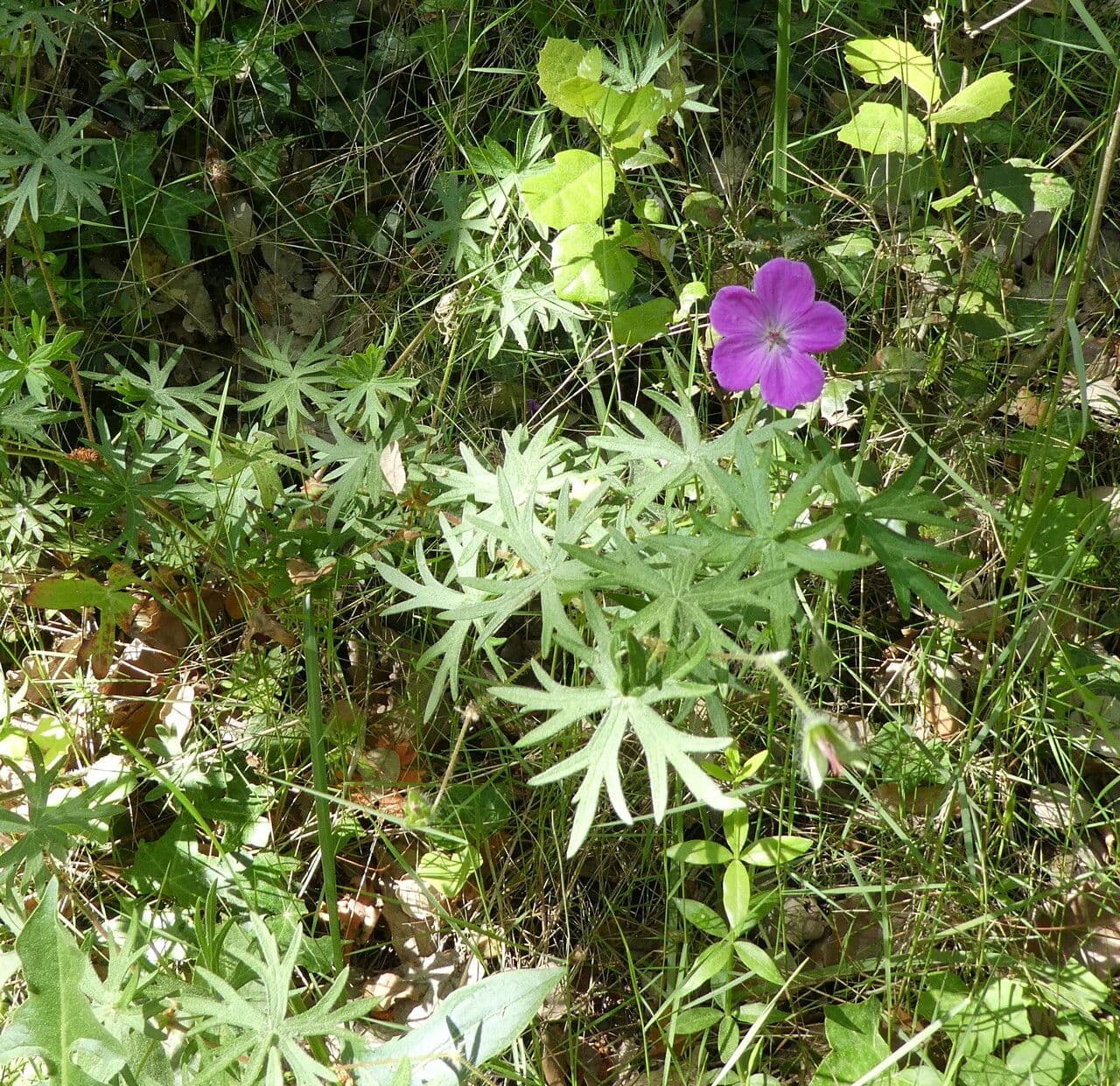Géranium sanguin 11