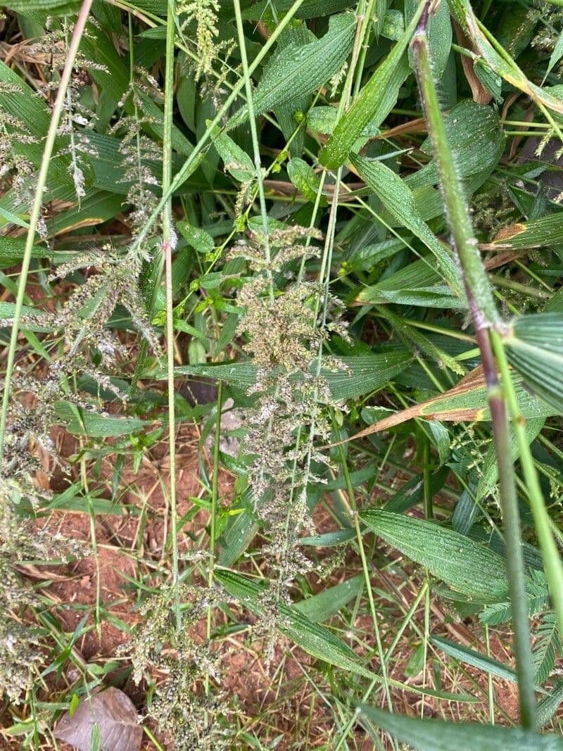 Setaria palmata 3
