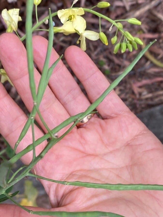 Bergkohl 5