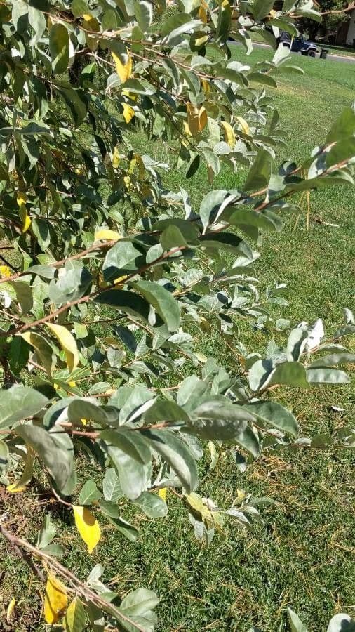 Hlošina stříbrná 14