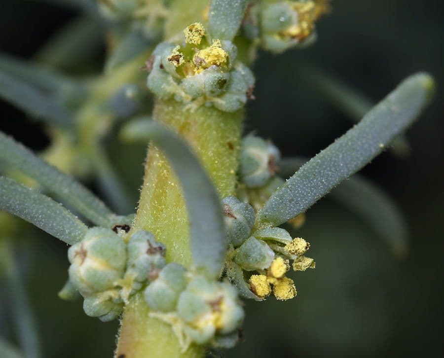 Suaeda taxifolia 3