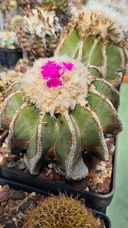 HIntons Aztekium 2