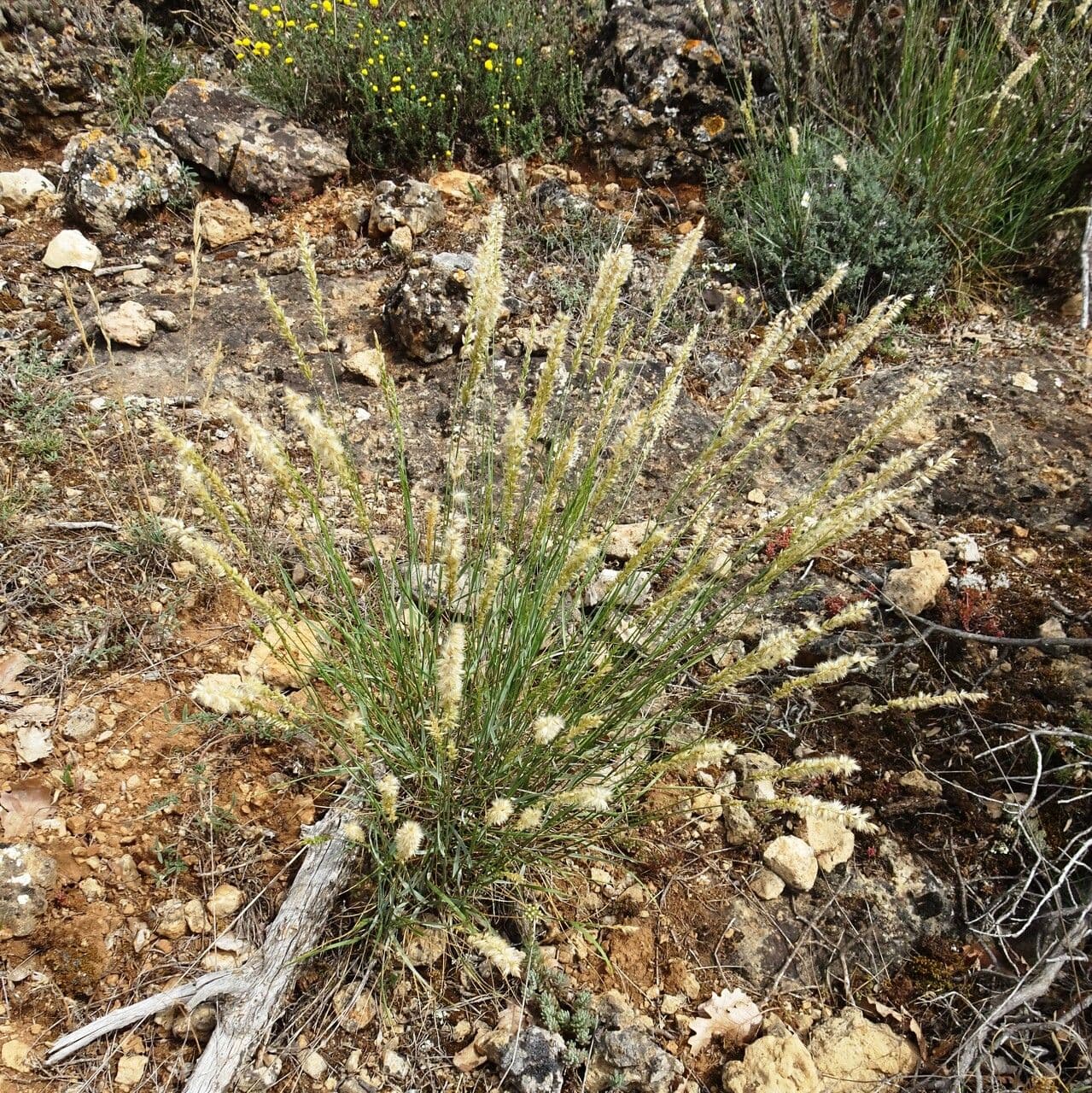 Espiguilla 13