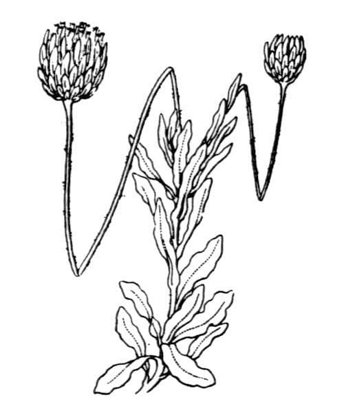 Fels-Phagnalon 24