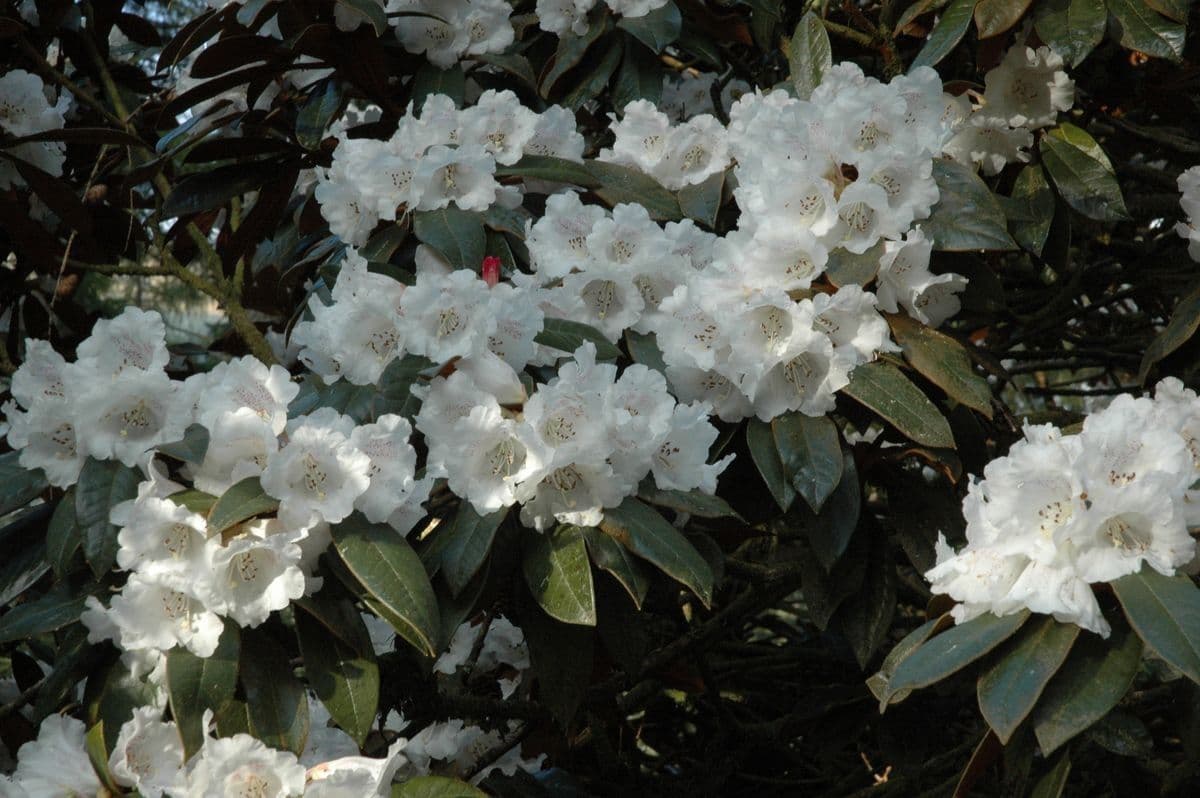 Rododendron Bureava 4