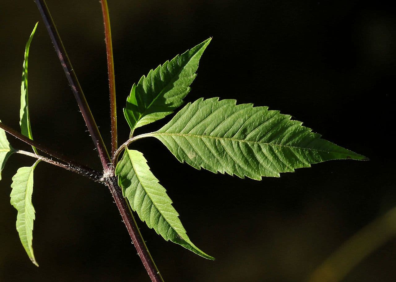 Bidens vulgata 18