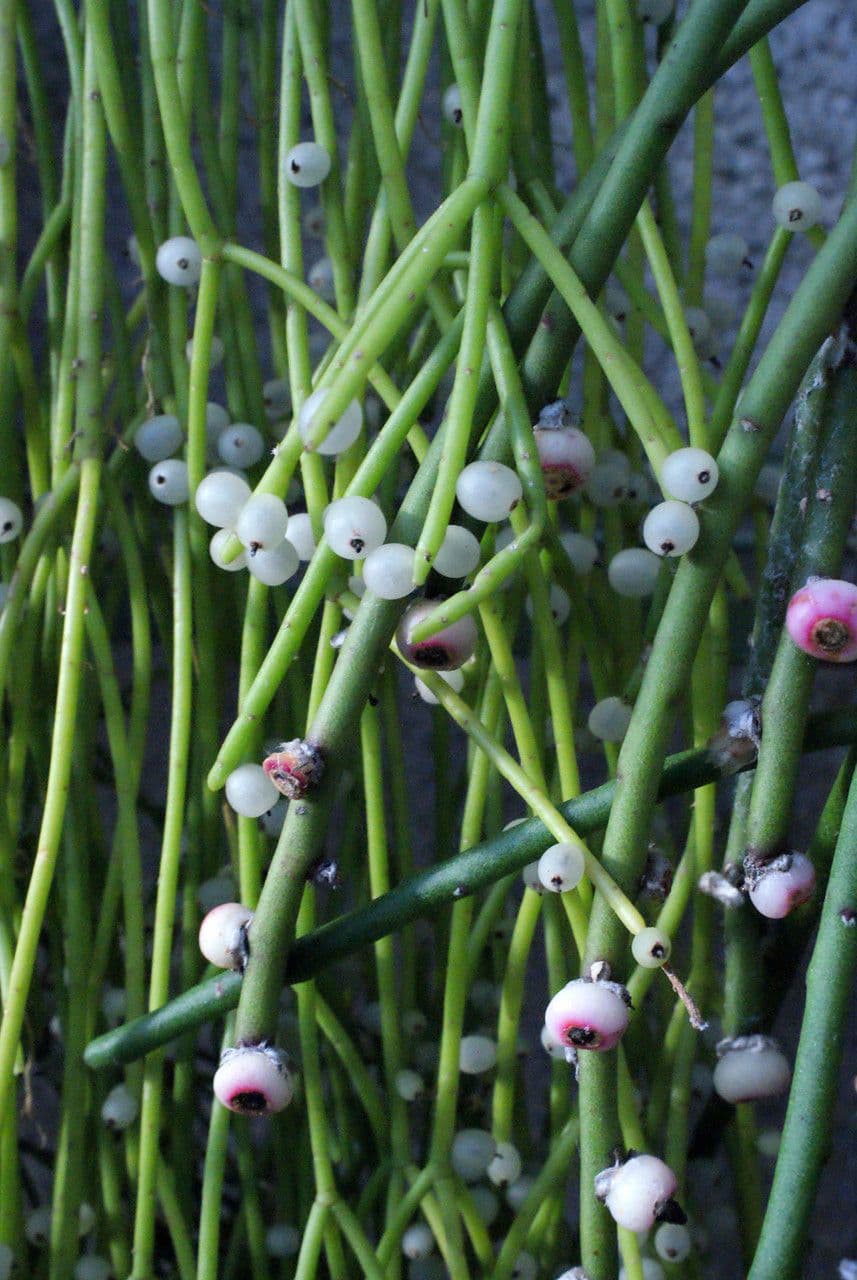 Cactus vischio 5