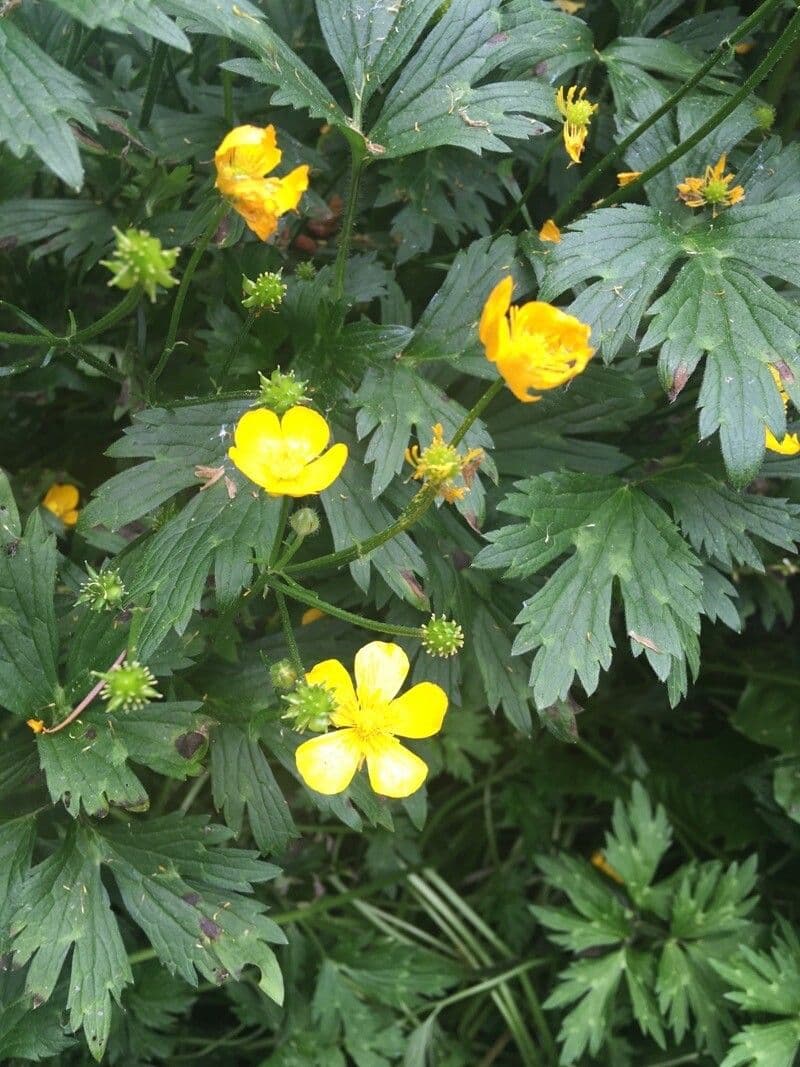 Ranunculus 4