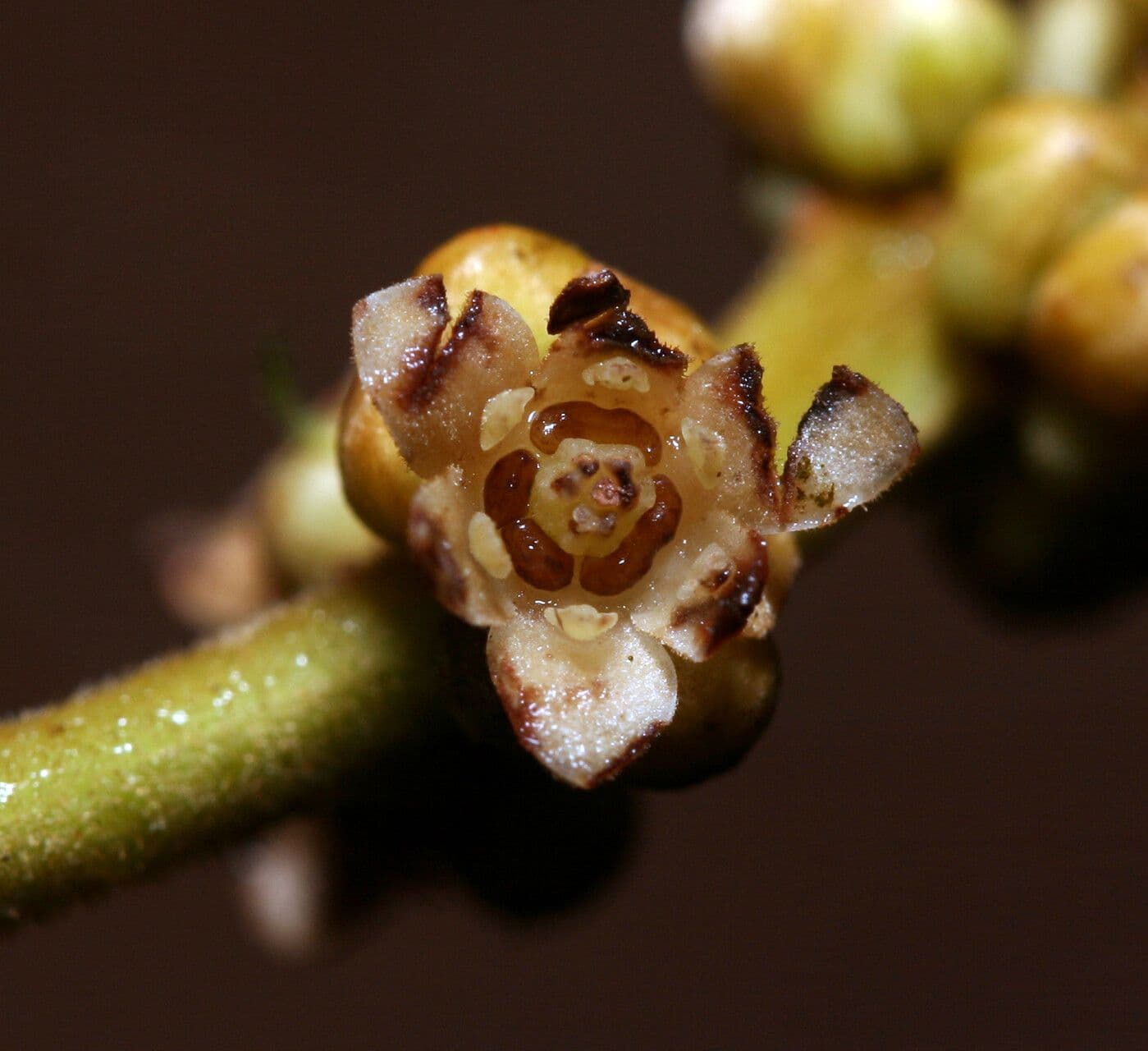 Ocotea glomerata 2