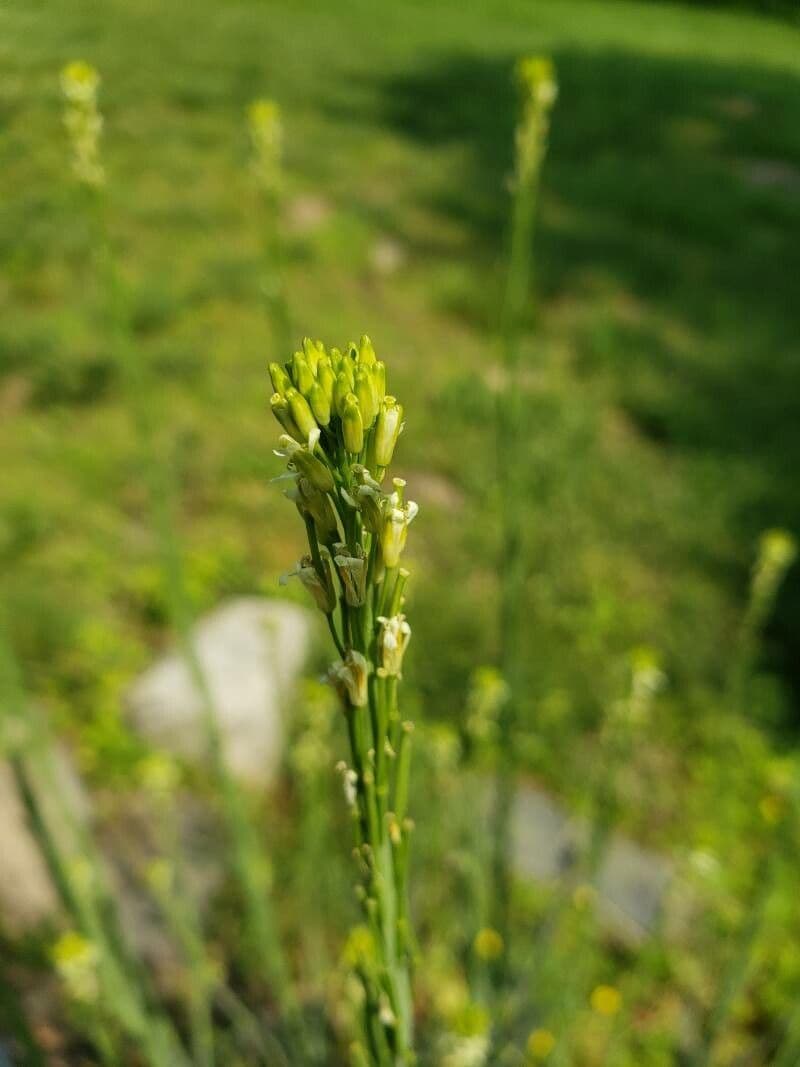 Arabetta liscia