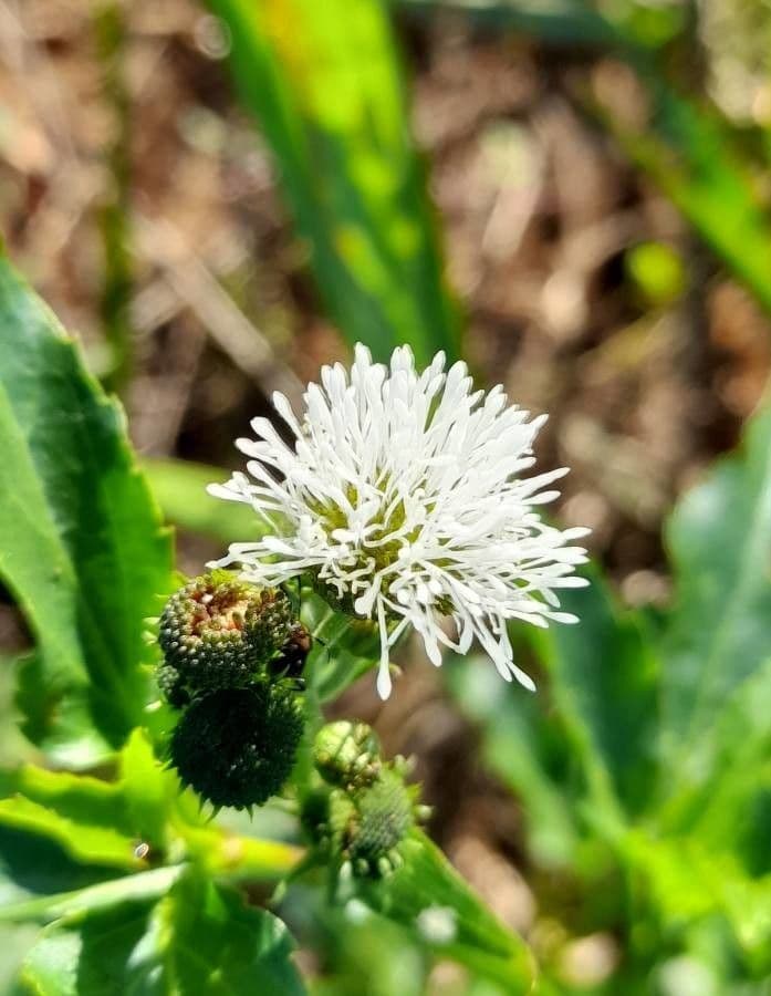 Gymnocoronis